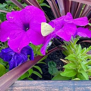 Meet your Posher, Jen